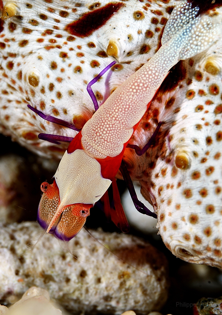Banda Sea 2018 - DSC06495_rc - emperor partner shrimp - Crevette imperiale - Zenopontonia rex.jpg